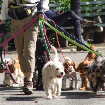 Cuánto pueden ganar los paseadores de perros en Lima y por qué son tan bien cotizados