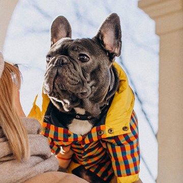 WEB Esto es lo que tienes que hacer para que tu perro no sienta frío en las noches de invierno