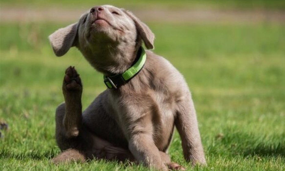 PULGAS VERANO WEB Verano: calor y humedad elevan el riesgo de pulgas en mascotas