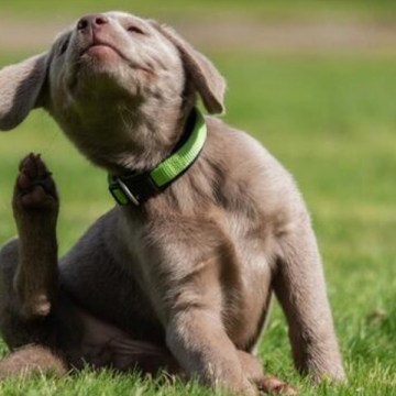 Verano: calor y humedad elevan el riesgo de pulgas en mascotas