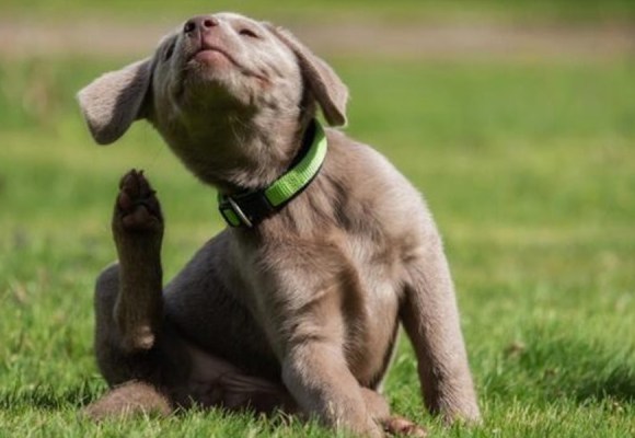 Verano: calor y humedad elevan el riesgo de pulgas en mascotas