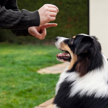 WEB “Para los perros, oler es como ver las noticias o revisar las redes sociales”: un adiestrador canino explica los motivos