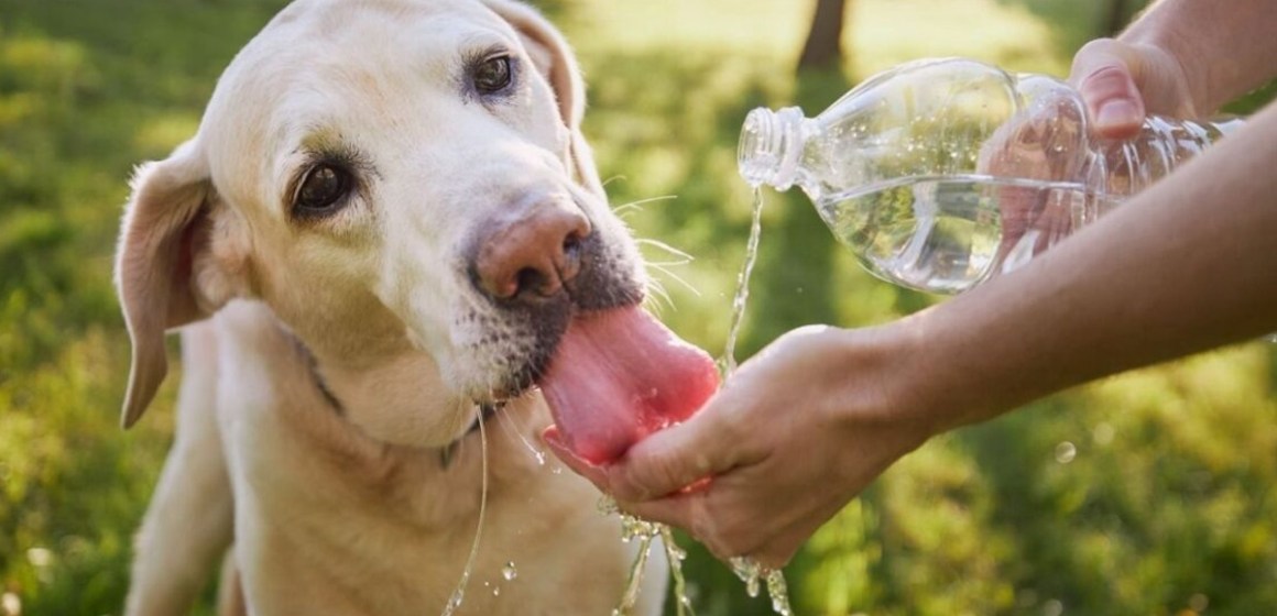Claves para proteger a las mascotas del golpe de calor durante el verano