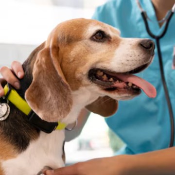 Campaña veterinaria gratis para este 29 de enero: conoce el lugar y los servicios disponibles