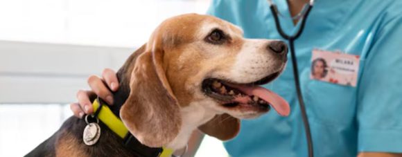 Campaña veterinaria gratis para este 29 de enero: conoce el lugar y los servicios disponibles