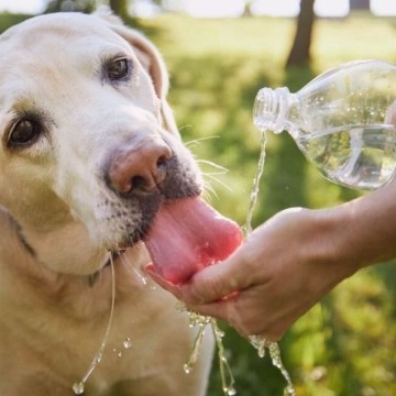 WEB Claves para proteger a las mascotas del golpe de calor durante el verano