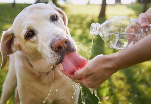 Claves para proteger a las mascotas del golpe de calor durante el verano