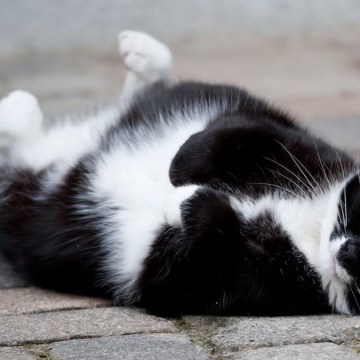 WEB Sobrepeso en mascotas es un grave problema de salud y no solo estético: conoce cómo evitarlo