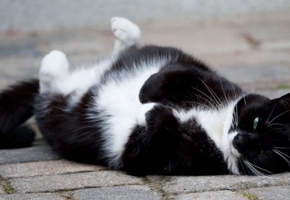 WEB Sobrepeso en mascotas es un grave problema de salud y no solo estético: conoce cómo evitarlo