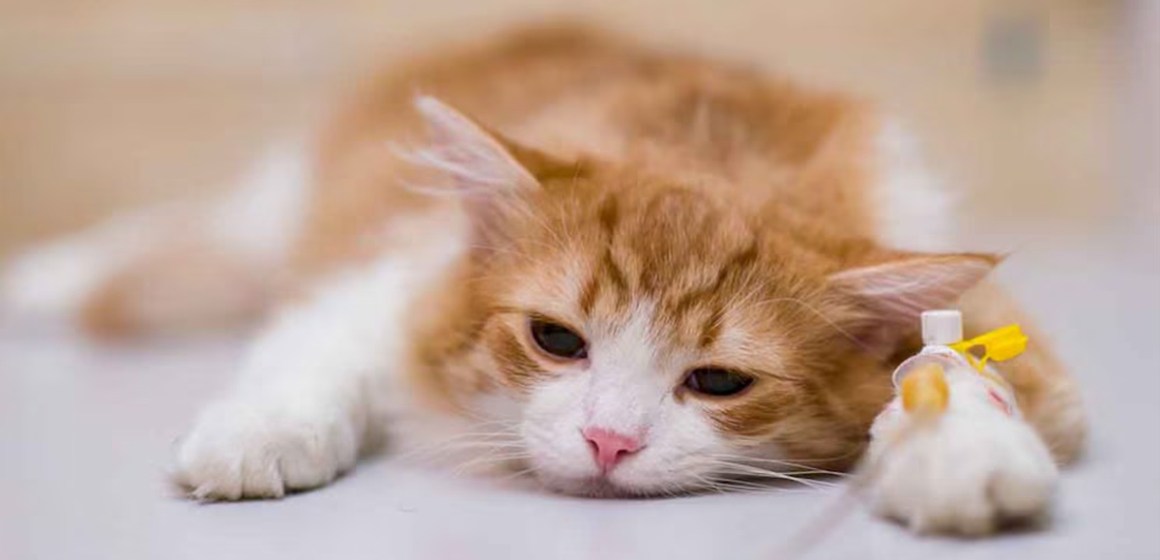 Alerta por virus que afecta a los gatos: veterinaria detalla síntomas y cómo proteger a tu mascota