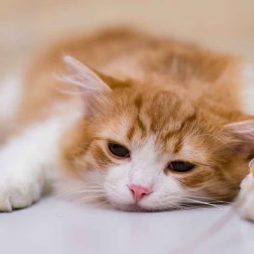 web virus gatos Alerta por virus que afecta a los gatos: veterinaria detalla síntomas y cómo proteger a tu mascota