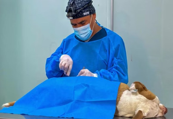 WEB Campaña de esterilización para mascotas este 29 de marzo: conoce dónde y cómo inscribirte